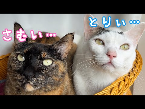 パトロールも寝るときも一緒に行動する兄妹猫が可愛すぎる…！(YouTube)