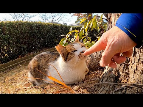 木の下でキジ白猫ちゃんが休んでいたのでナデナデしてきた(YouTube)