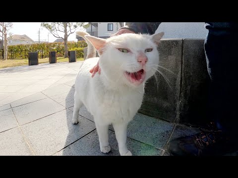 ムスッとした顔の猫が上機嫌で話しかけてきた(YouTube)