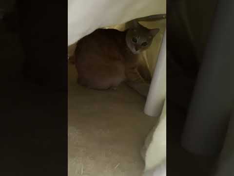 こたつでコッソリとフミフミしてるのがバレる猫 #Shorts(YouTube)