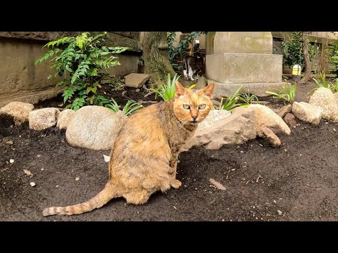 神社の中を歩き回る猫達がカワイイ(YouTube)