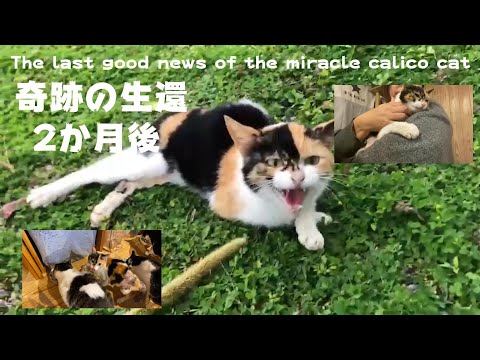 奇跡のリブちゃん 2か月後　A calico cat has achieved a miracle recovery(YouTube)