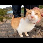 長い階段を登って、絶景を眺めながらモフられる茶シロ猫(YouTube)