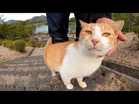 長い階段を登って、絶景を眺めながらモフられる茶シロ猫(YouTube)