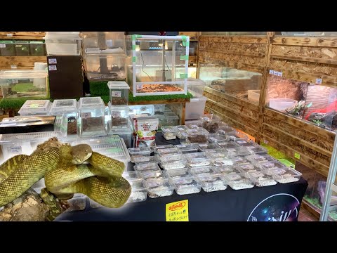 独自開催の爬虫類イベントで200匹以上の生体を見せてもらうと・・・(YouTube)