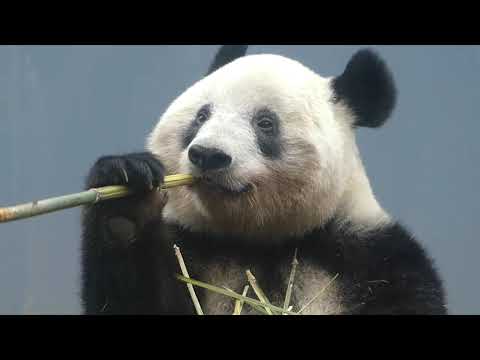東園パンダ舎（シャンシャン） 2022年3月18日10時撮影(YouTube)