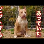 行き場を無くしたアメリカンピットブルテリア迎え入れました👍(YouTube)