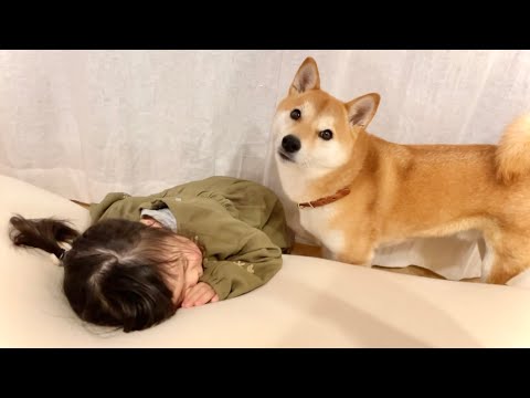 全然起きない娘を心配そうに見守る柴犬さん(YouTube)