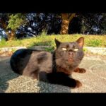 バイクに寄ってきた黒猫をナデナデする(YouTube)
