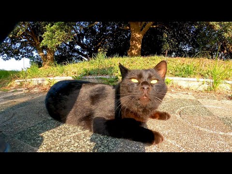 バイクに寄ってきた黒猫をナデナデする(YouTube)