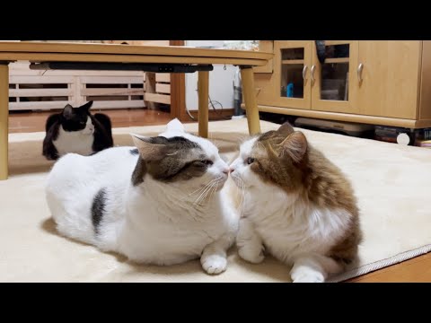 もう野生には戻れない仲良し短足親子猫(YouTube)