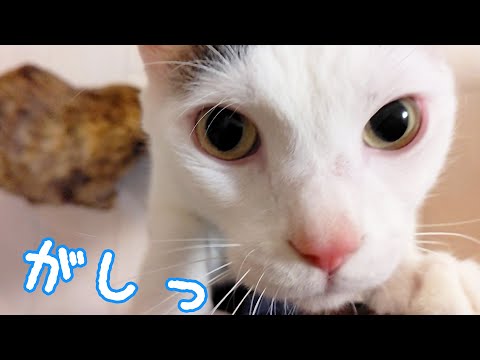 唐突に襲ってくる猫チロさん…！(YouTube)