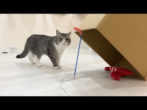 バレバレの罠をしかけたらドジな猫がまさかのこうなりました…笑(YouTube)