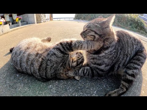 お寺の前で人懐っこい猫達が甘えてきた(YouTube)