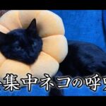 【猫動画】全集中ネコの呼吸〜にゃんともパレード〜#135(YouTube)