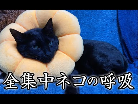 【猫動画】全集中ネコの呼吸〜にゃんともパレード〜#135(YouTube)