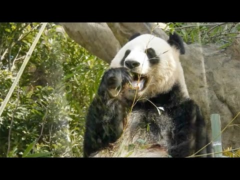 パンダのもり　2022年3月2日10時撮影(YouTube)