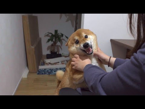 ママ大好きな柴犬にママ呼んできてというと。(YouTube)