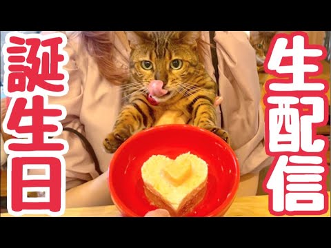 【生配信3/29】ベル5歳の誕生日を一緒にお祝いしませんか？生配信🎂📹(YouTube)