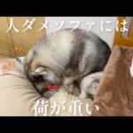 人ダメソファに宝物を埋めたいのに、現実はそう上手くはいかないシベリアンハスキー(YouTube)