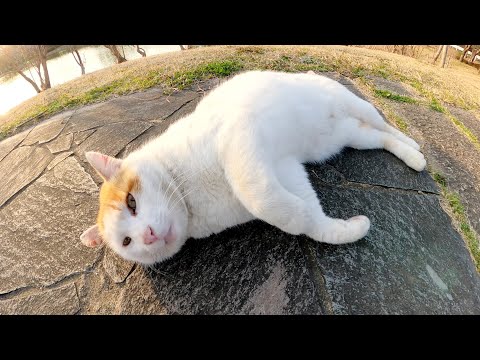 夕方、公園に行ったら人懐っこい茶シロ猫が甘えてきた(YouTube)