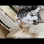 「ニャーニャー」鳴きながらテクテク追いかけてくる猫(YouTube)