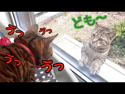 【新猫登場】コミュ力高い野良猫vsうちの女王猫(YouTube)