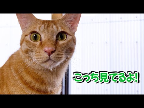 散歩中に遭遇した猫にお家がバレちゃった！(YouTube)