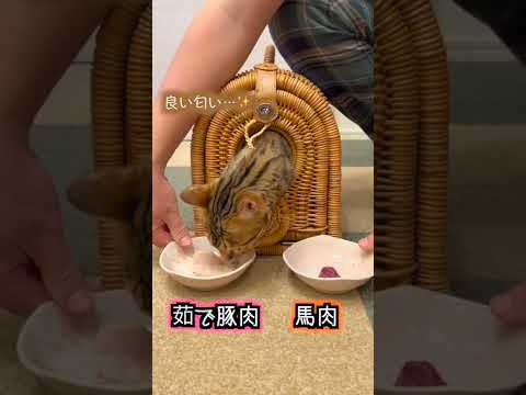 右？左？猫の嗅覚で選んだ食材を全部混ぜてあげてみた#shorts(YouTube)