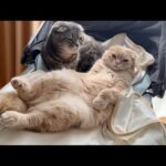 Mom cats can be pampered by moms. A grown-up kitten can be pampered by her mom(YouTube)