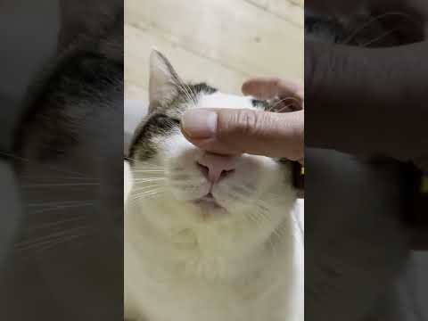 思い存分、鼻を触らせてくれる猫【 #Shorts 】(YouTube)