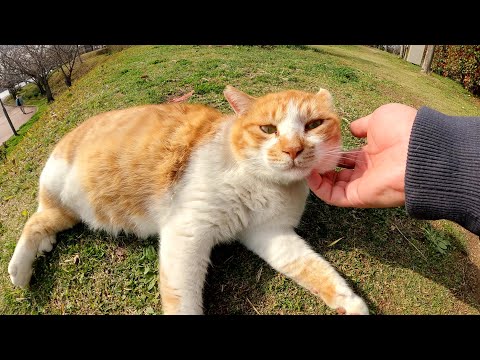 丸々と太った茶シロ猫がゴロンと転がってお腹を見せてくれた(YouTube)