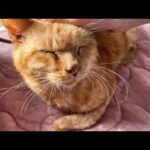 甘えん坊のライフ君は今日も元気です(YouTube)