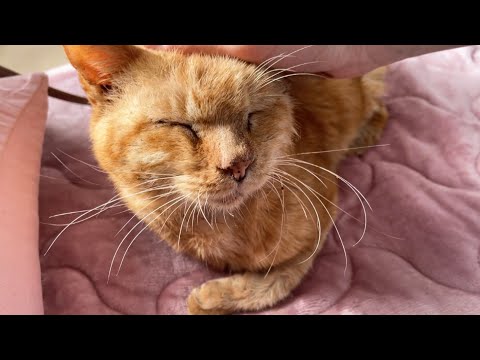 甘えん坊のライフ君は今日も元気です(YouTube)