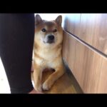 調理中の様子を観察してたら、甘え方が想像を超えてきた柴犬。(YouTube)