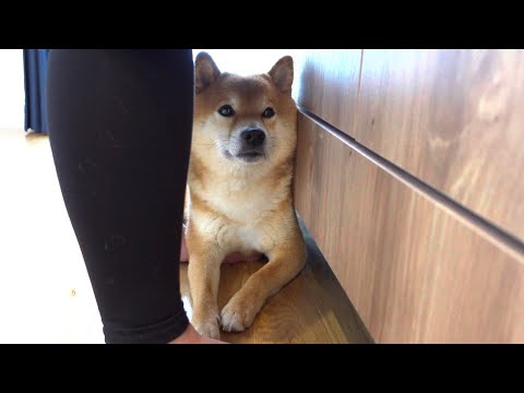 調理中の様子を観察してたら、甘え方が想像を超えてきた柴犬。(YouTube)