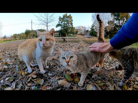 夕方の公園に猫がいたので近づいて撫でると他の猫も集まってきた(YouTube)