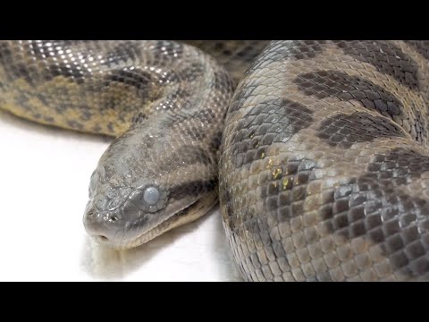 凶暴化したアナコンダを噛まれそうになりながらお世話します(YouTube)
