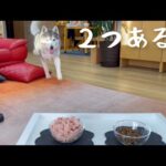 誰も教えてないのに上流貴族の食事マナーを弁えているシベリアンハスキー(YouTube)