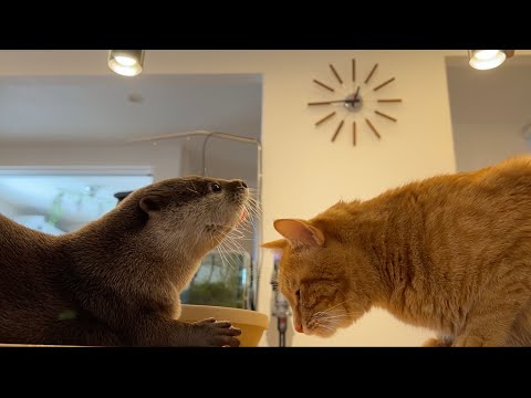 ひな祭りに紅白ひなあられを爆食しまくるカワウソ Otter eat hina-arare(YouTube)