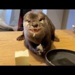 カワウソは豆腐は木綿と絹、どっちが好きか！？ Do otter prefer cotton or silk tofu?(YouTube)