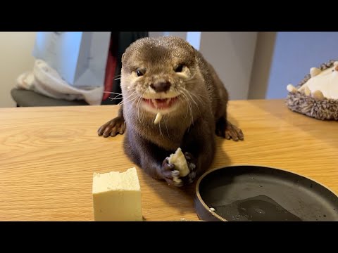 カワウソは豆腐は木綿と絹、どっちが好きか！？ Do otter prefer cotton or silk tofu?(YouTube)