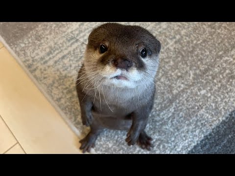 飼い主が選ぶカワウソのかわいい仕草６選！！ Six cute otter gestures chosen by their owners!(YouTube)