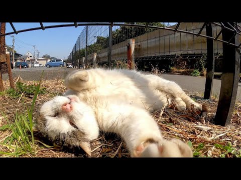 駐車場で出会った野良猫を撫でるとゴロンゴロン転がってカワイイ(YouTube)