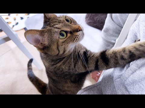長女キジトラ猫の一日は妹弟猫達のお相手を平等に。そして甘える事も忘れません♥(YouTube)