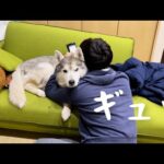 ゲーム中の兄の部屋に入り込んだと思ったら抱擁してたシベリアンハスキー(YouTube)