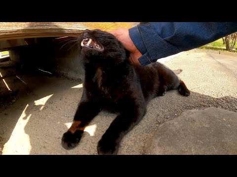 最初は逃げようとしたけどやっぱり撫でられる黒猫(YouTube)