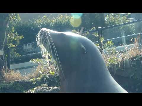 アザラシ・アシカ　2022年3月3日10時撮影(YouTube)