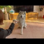 有り余る力を抑える事ができず、お手の際にﾍﾟﾁﾝﾍﾟﾁﾝ音が鳴るシベリアンハスキー(YouTube)