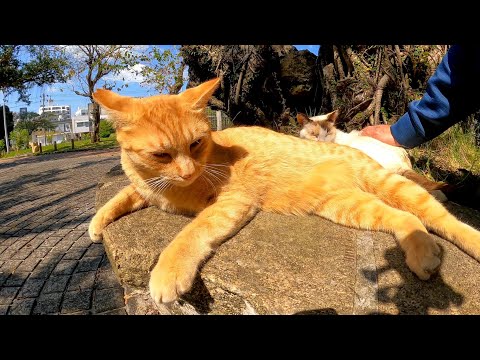 ベンチに猫が座っていたので隣に座って撫でると他の猫が割り込んできた(YouTube)